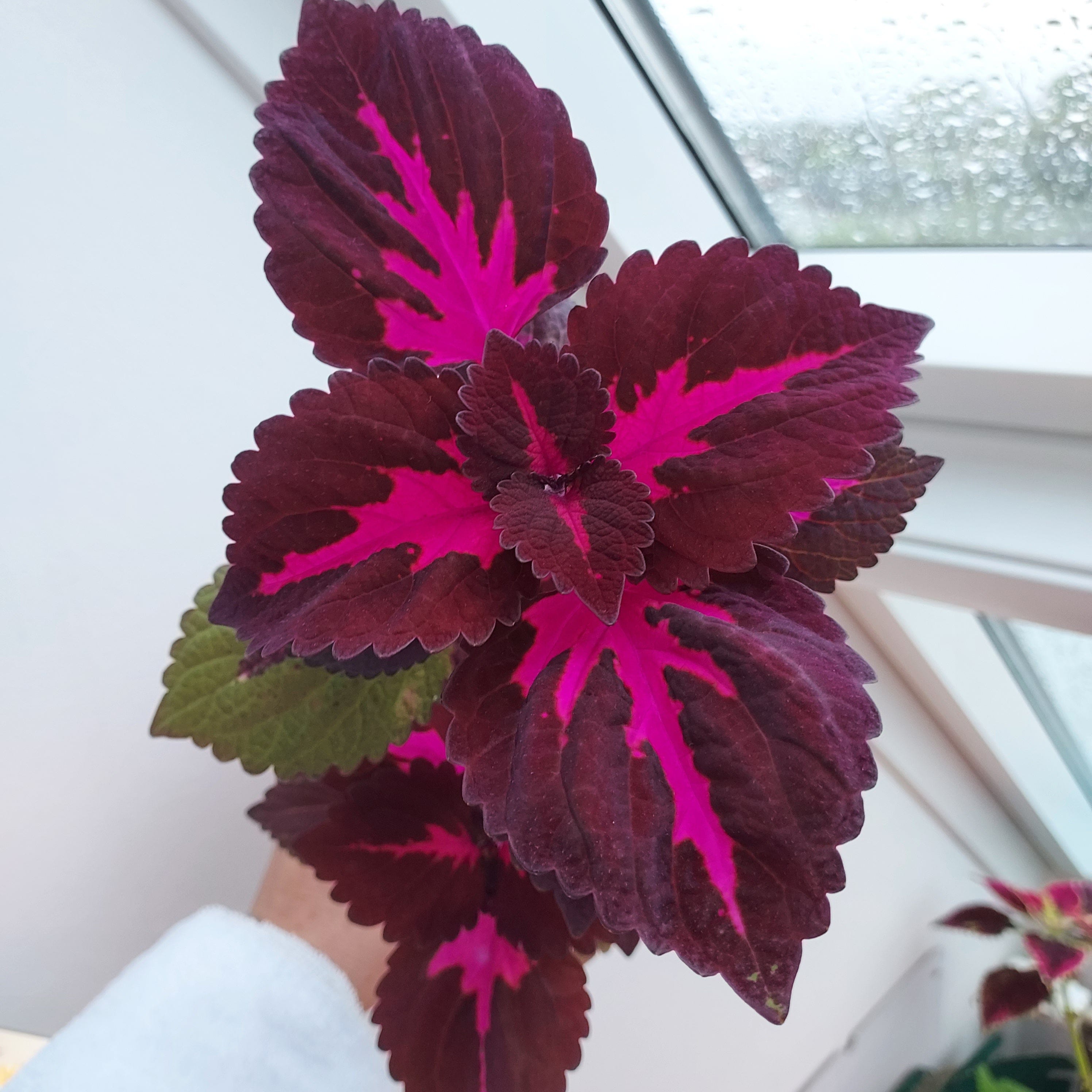 China Rose – Palettenblätter in Burgunderrot & Burgunderrot | Palette  Paradise – Palettparadiset