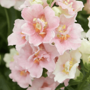 Lejongapsserier – så skiljer sig Potomac, Maryland, Rocket, Twinny, Snapstar &amp; fler åt