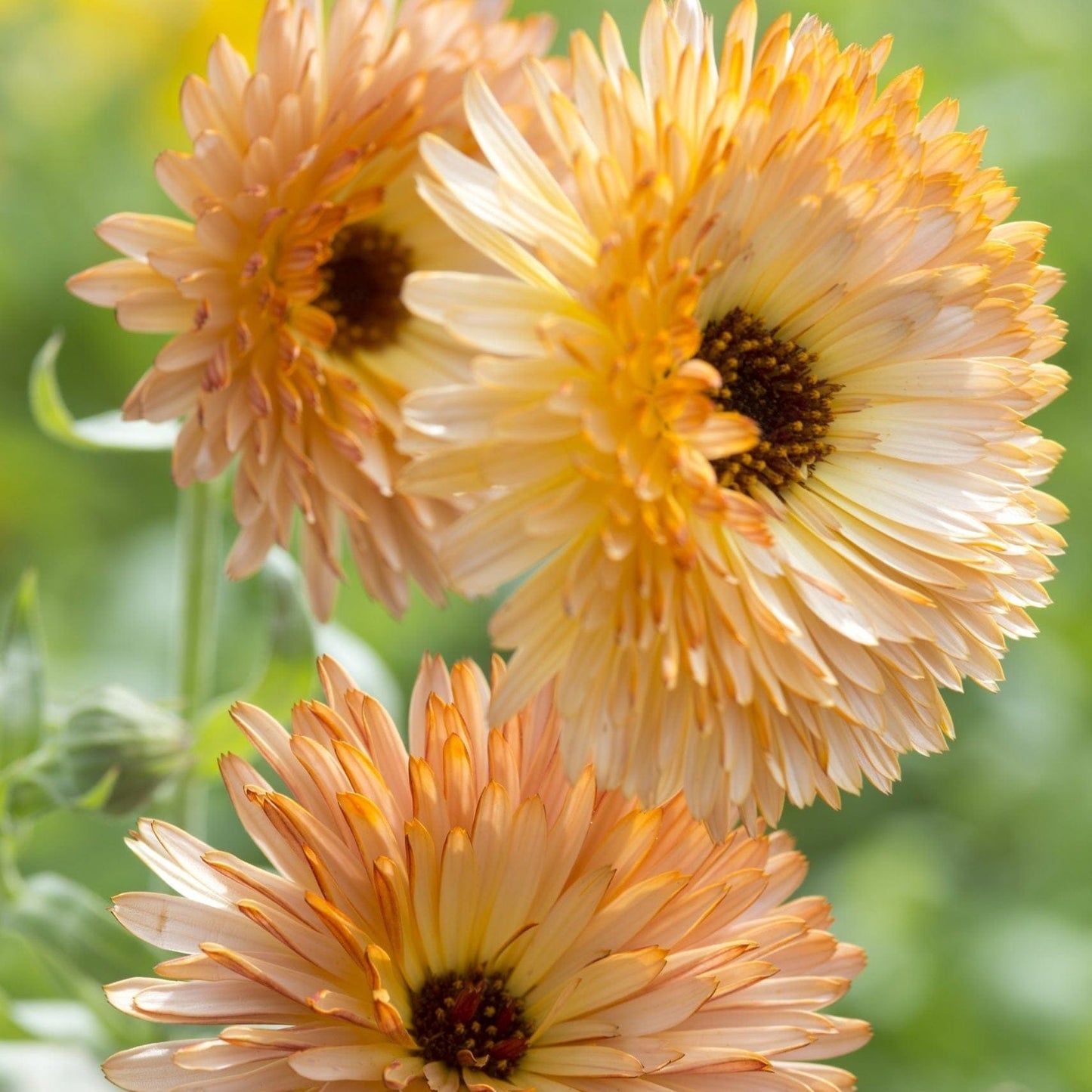 Vinterså ringblomma – tidigare blomning med minimal arbetsinsats