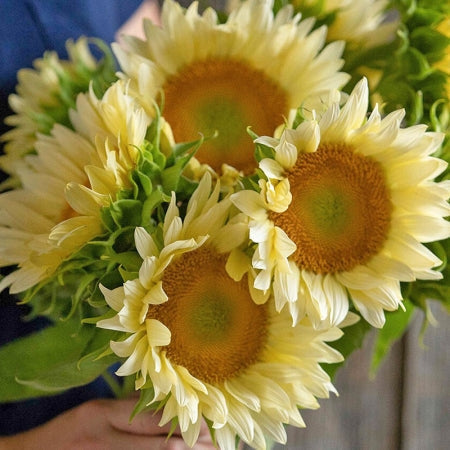 När ska man så solrosor – inomhus eller direktså?