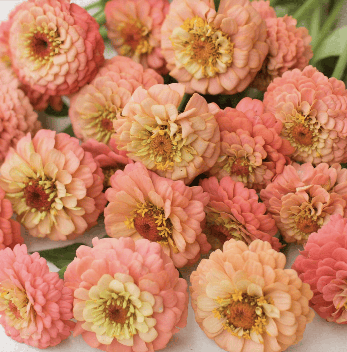 Aprikos, blush & champagne – färgpaletten som formar sommaren 2026