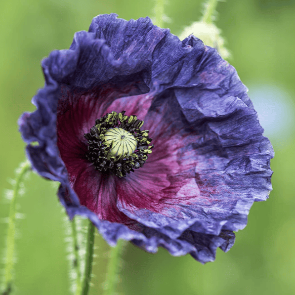 Pollinatörsblommor maj–oktober – så skapar du lång säsong