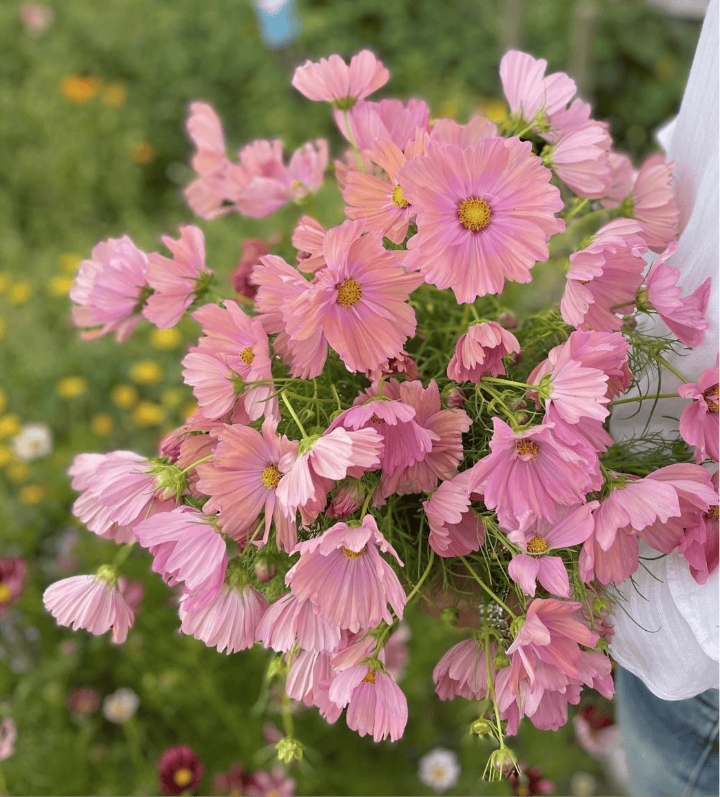 Vanliga problem med rosenskära – komplett felsökningsguide