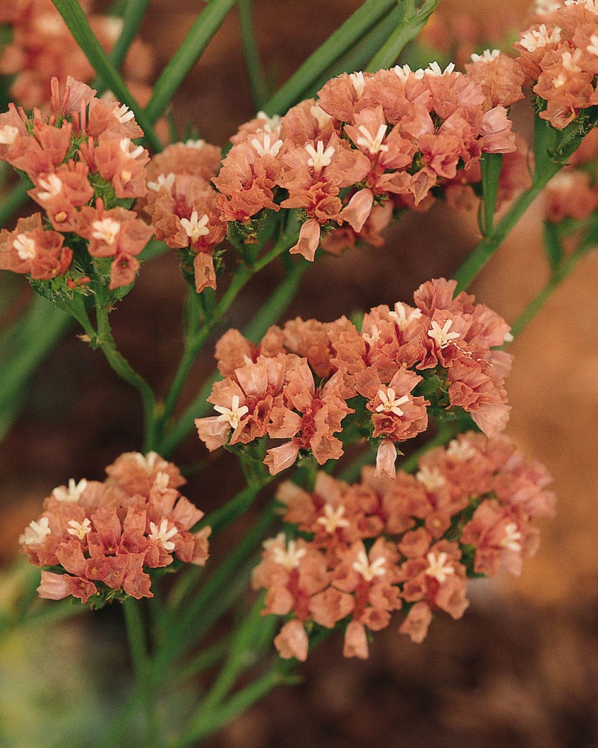 Risp i buketter – färg, struktur och hållbarhet