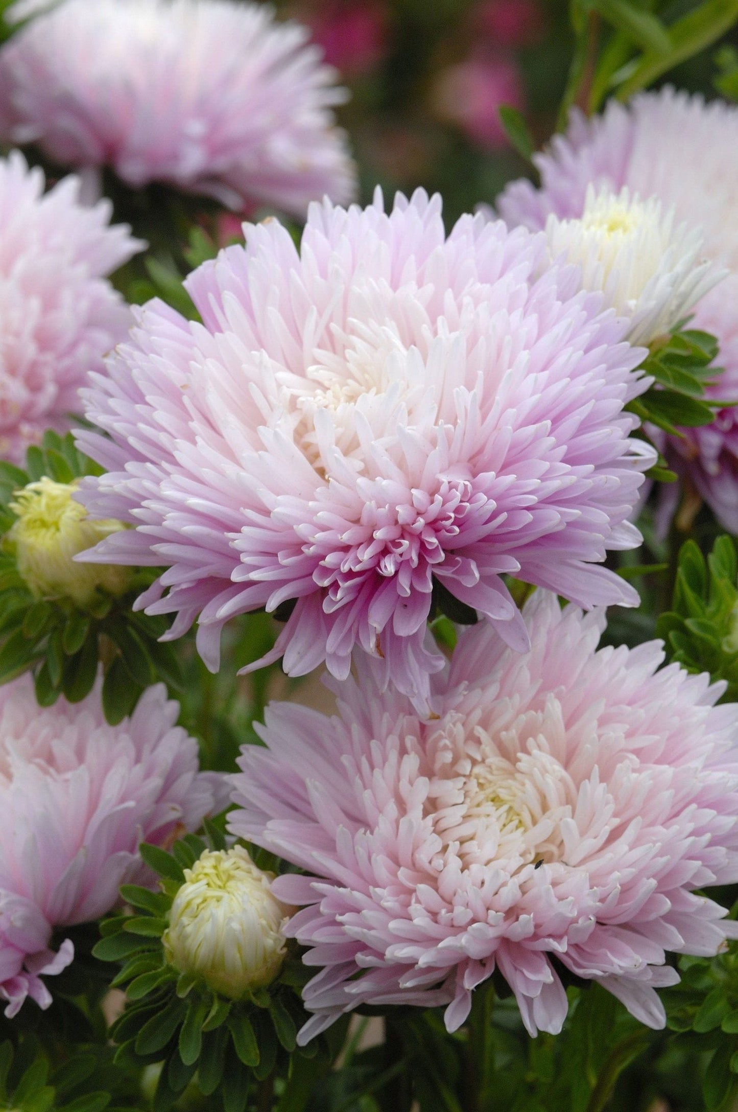 Planera din blomsterdröm inför nästa sommar i vinter