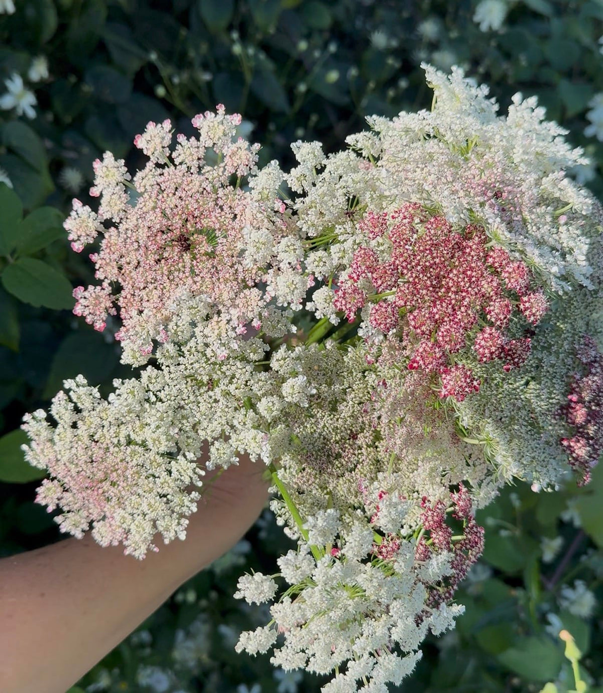 Blomstermorot Dara med luftiga blomflockar – en av blommorna som kan höstsås i oktober