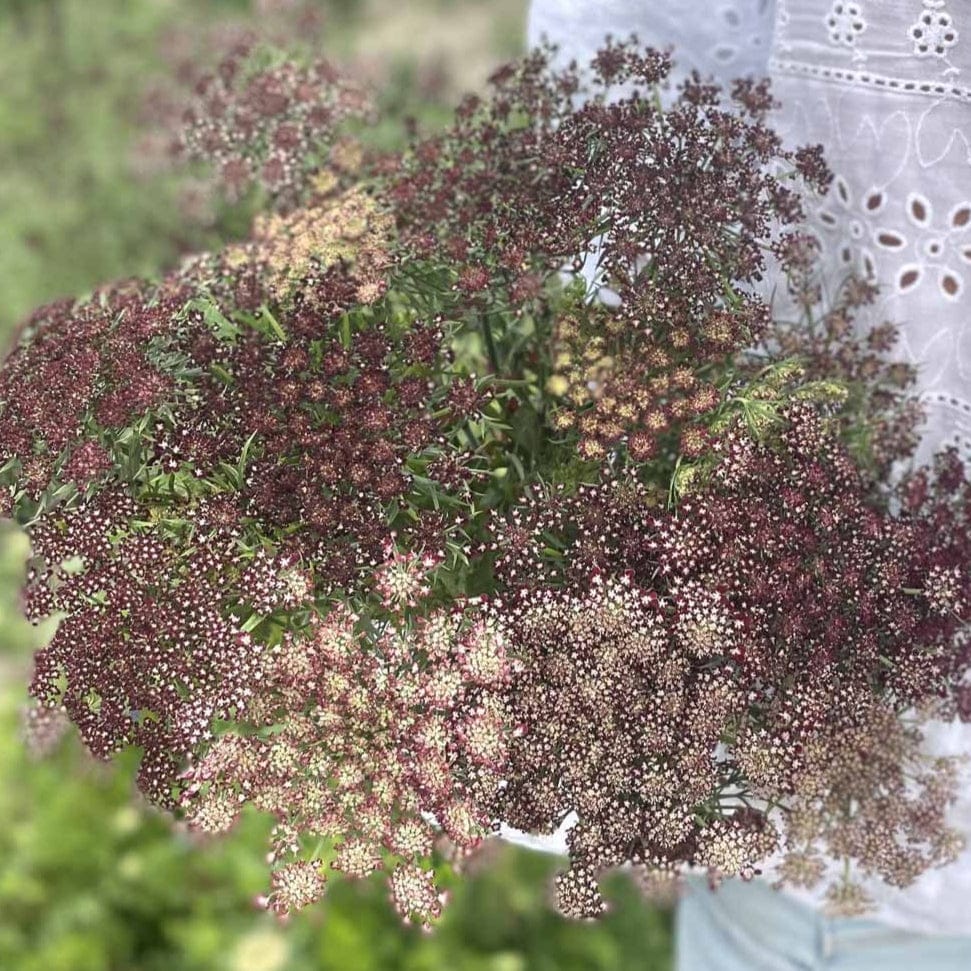 Odla blomstermorot ‘Dara’ – komplett guide för sådd, skötsel och skörd