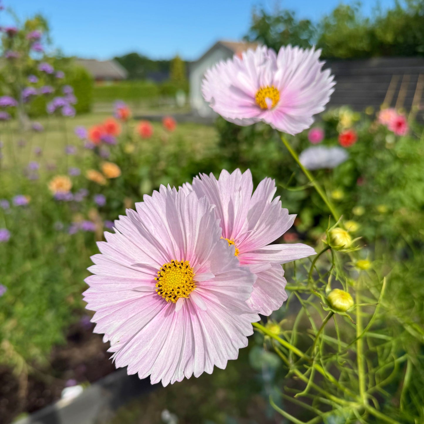 10 vanliga misstag odlare gör – och hur du undviker dem