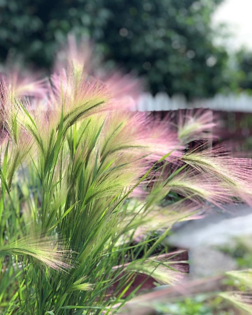 Prydnadsgräs i kruka – modern sommarplantering