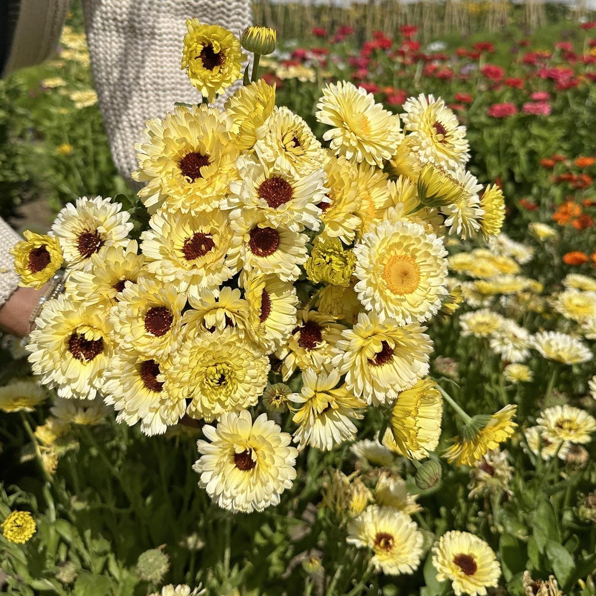 Ringblomma i buketter – färgstyrka, hållbarhet och floristernas bästa knep