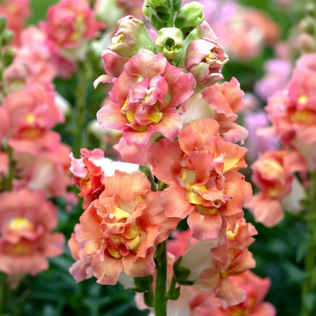 När ska man börja så blommor på våren?