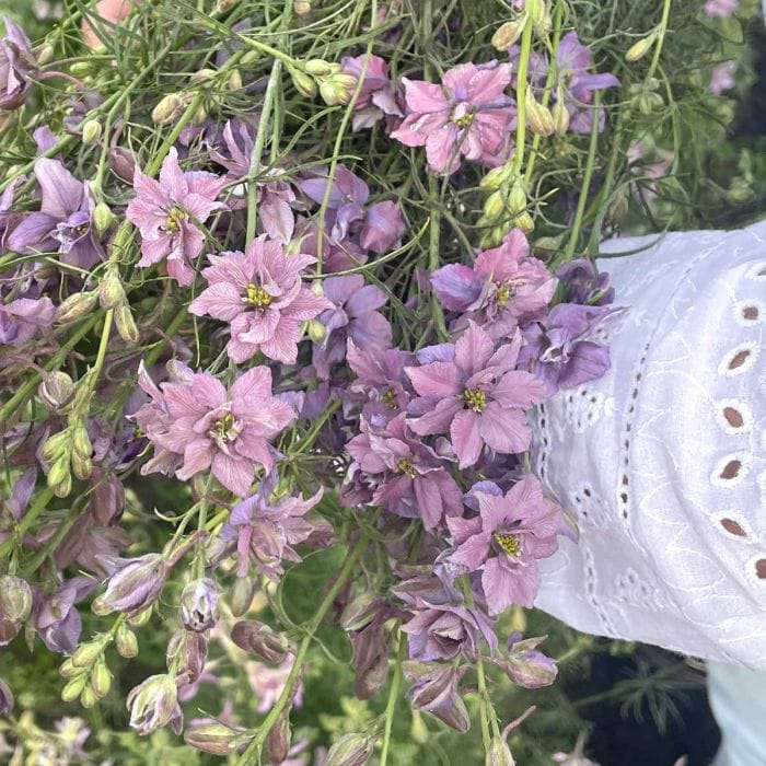 Riddarsporre 'Misty Lavender' i lavendellila toner – en av blommorna att vinterså i december
