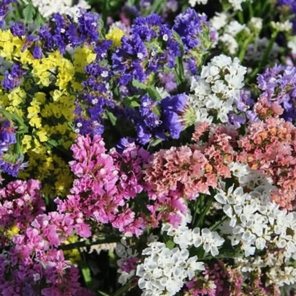 QIS Mixture risp i harmonisk färgblandning – blomfröer – Palettparadiset