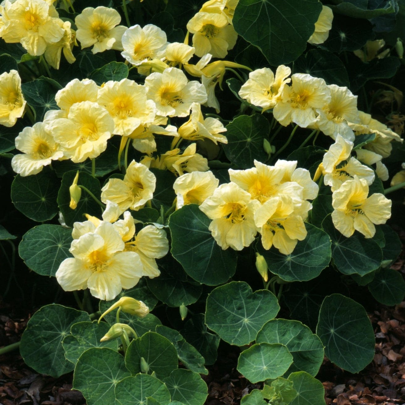 Vilka blommor blommar snabbast från sådd till blom?