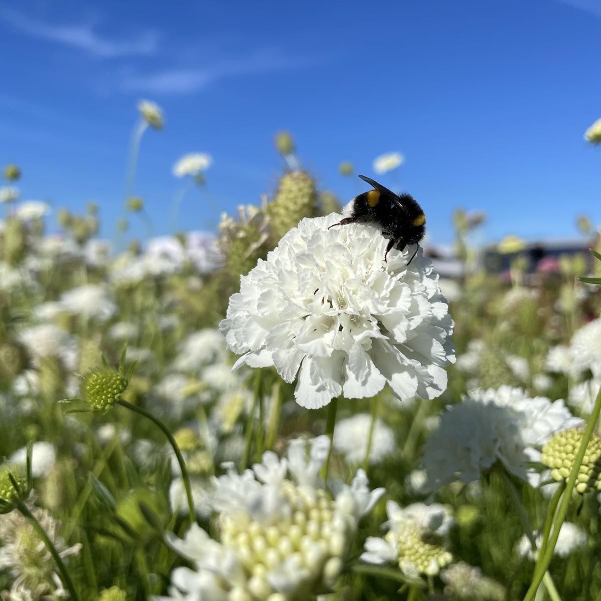 Pollinatörsblommor – bygg en trädgård som sjuder av liv