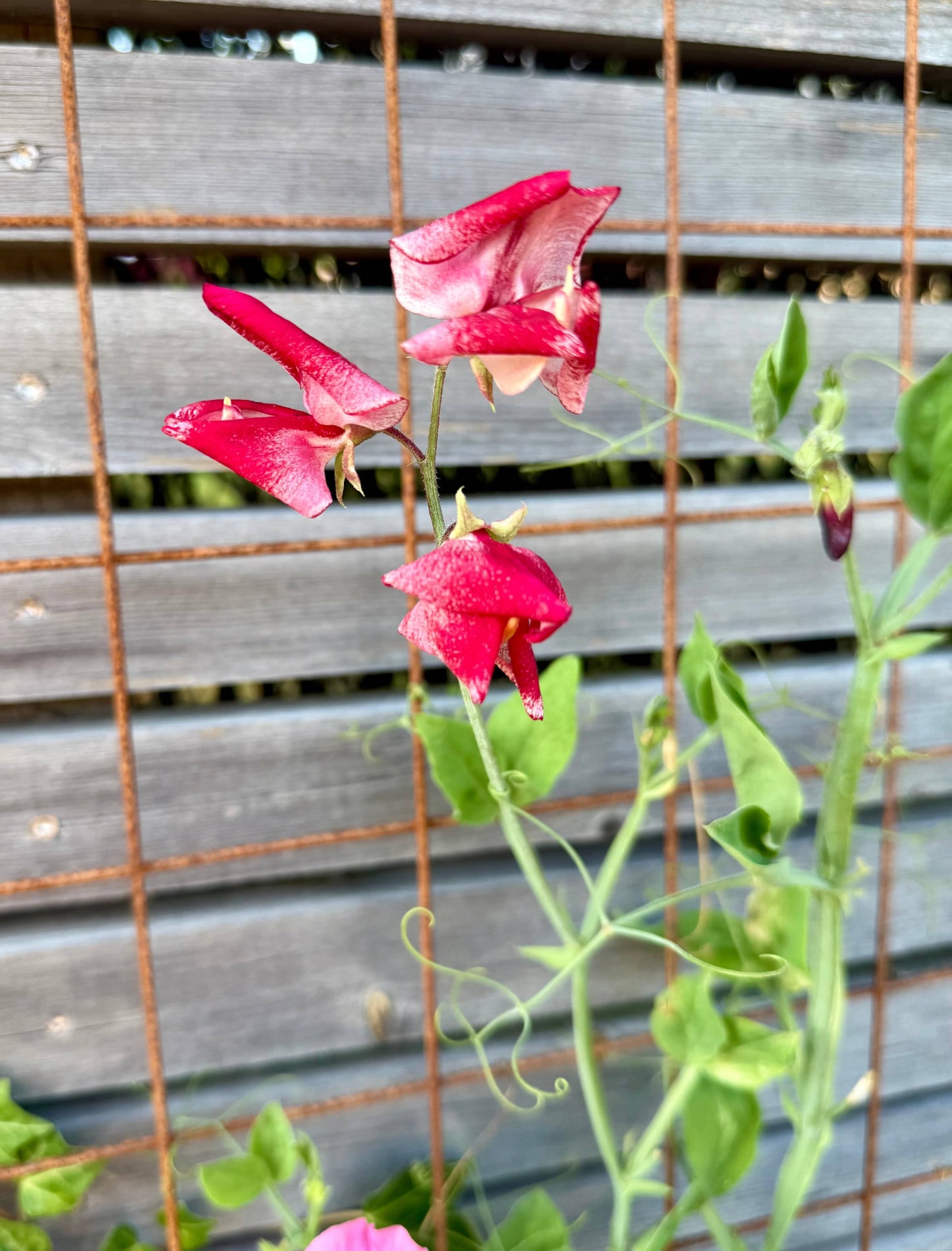 När ska man plantera luktärter?