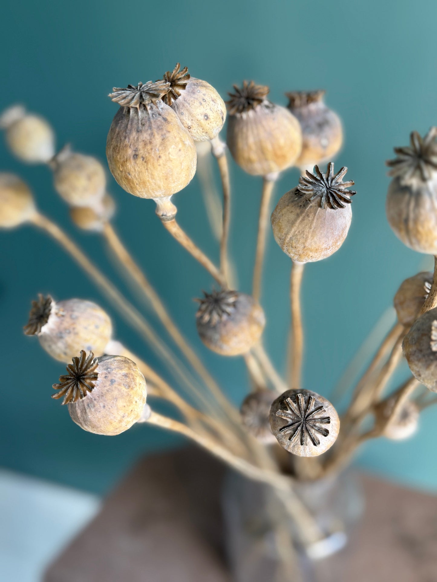 Odla blommor att torka – så bygger du ett eget förråd av evighetsblommor