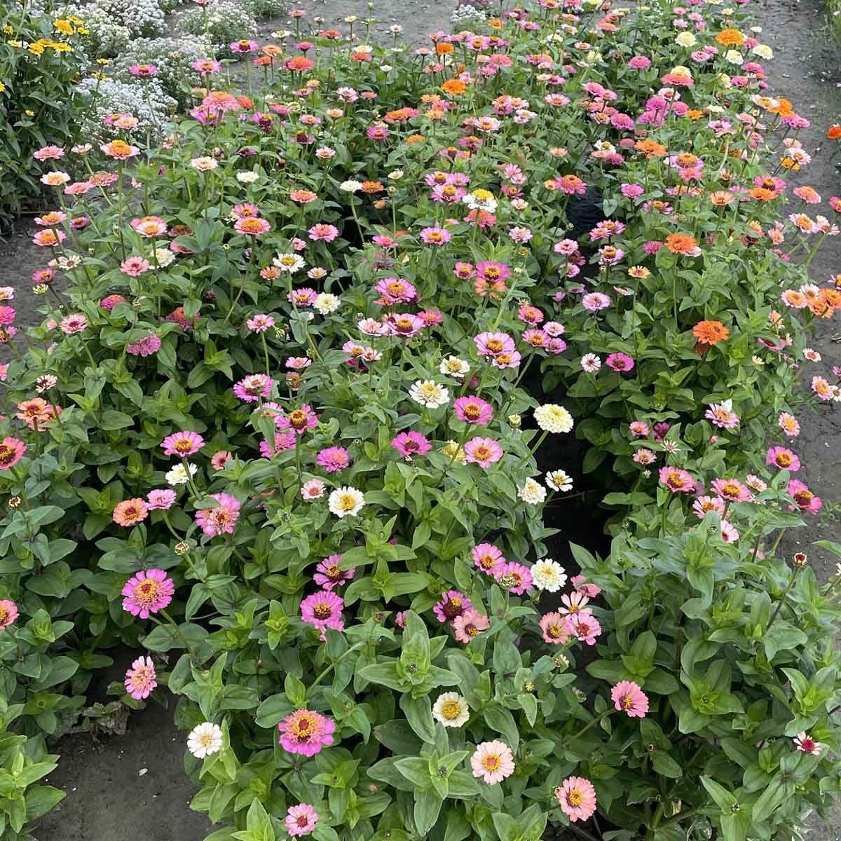 Så lyckas du med förkultivering – komplett guide