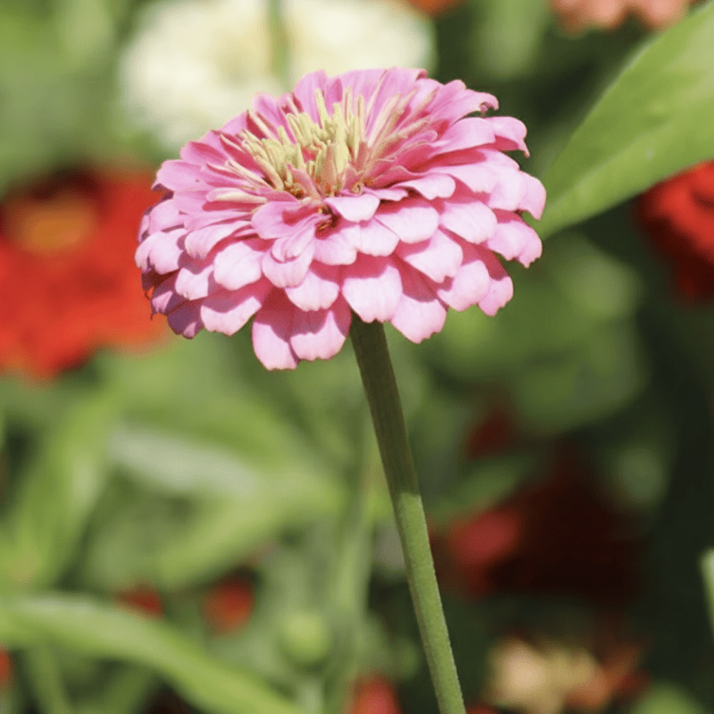 Hur du får längre stjälkar på zinnia – steg för steg