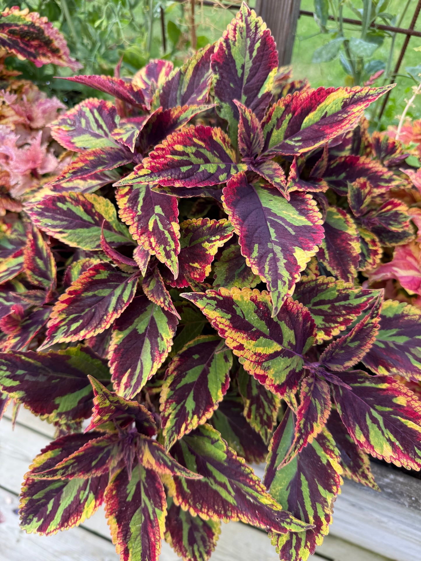 Palettbladfrön – färgprakt, kreativitet & levande konstverk