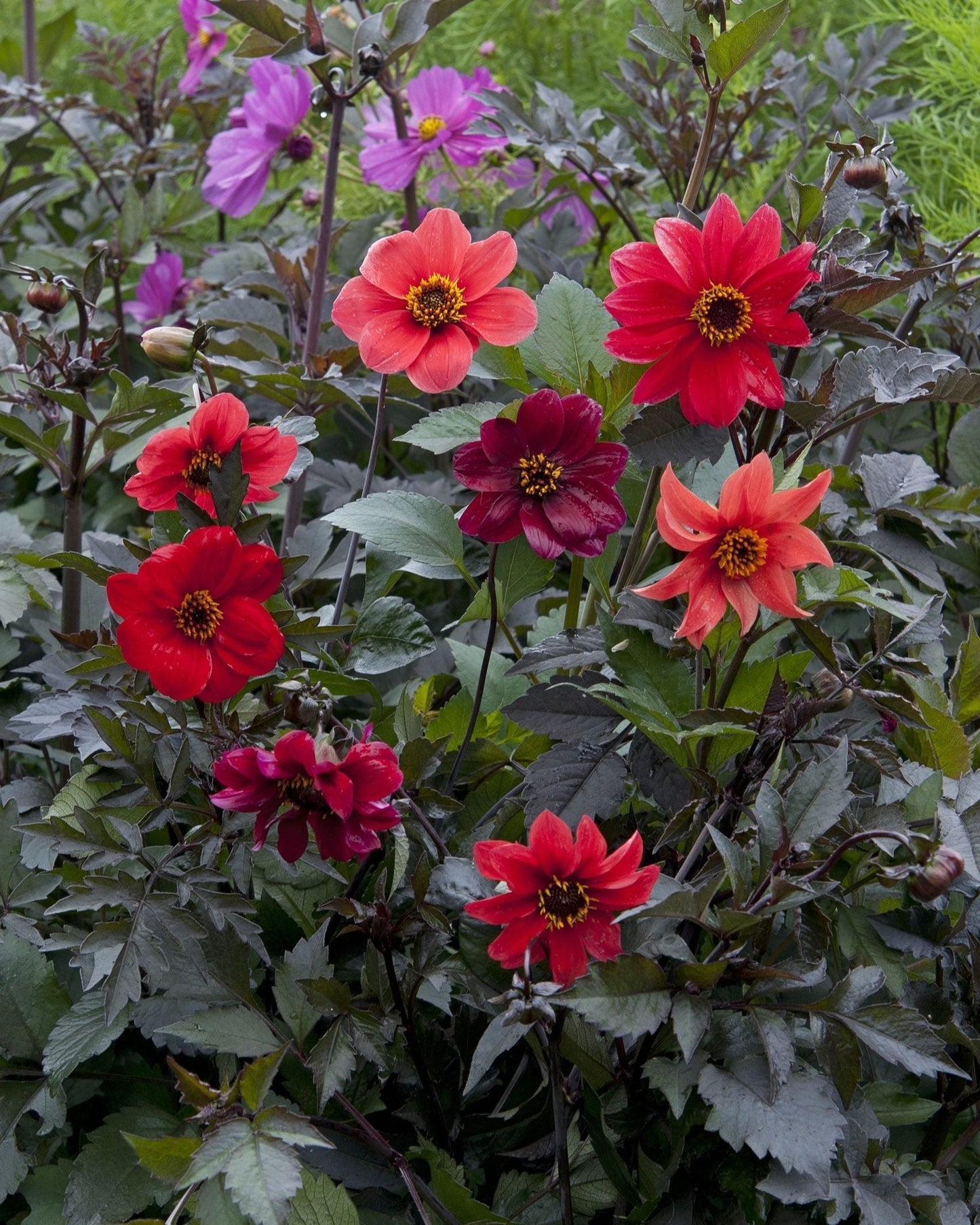 Dahlia dahliafröer Dandy Improved Mix Palettparadiset