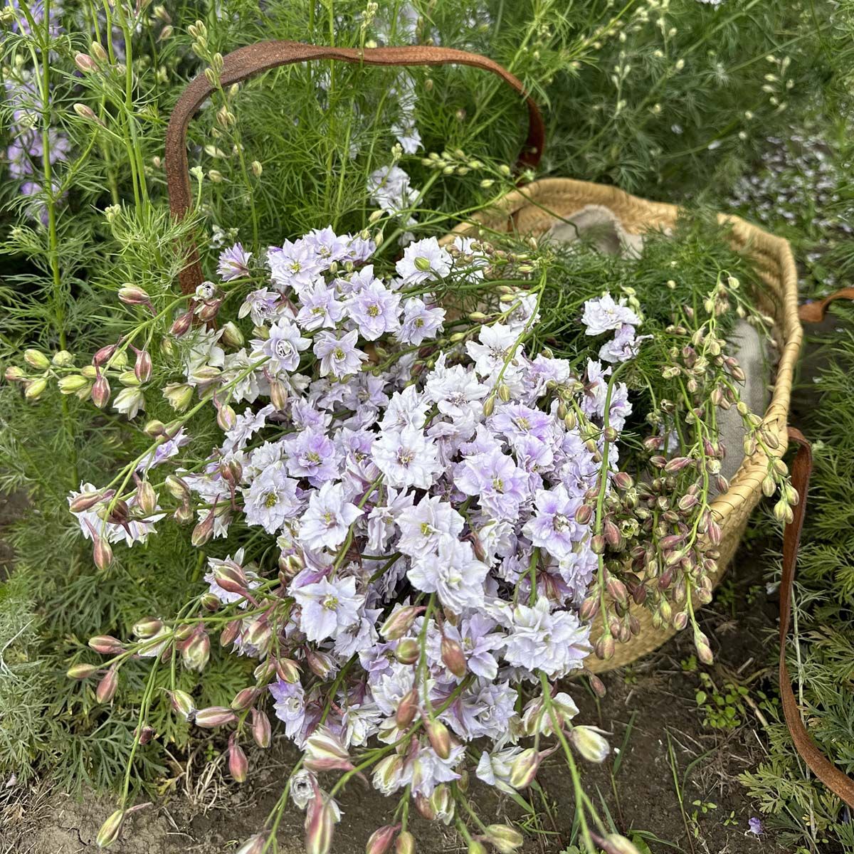Riddarsporre – ståtliga spiror som lyfter varje blomsterplantering