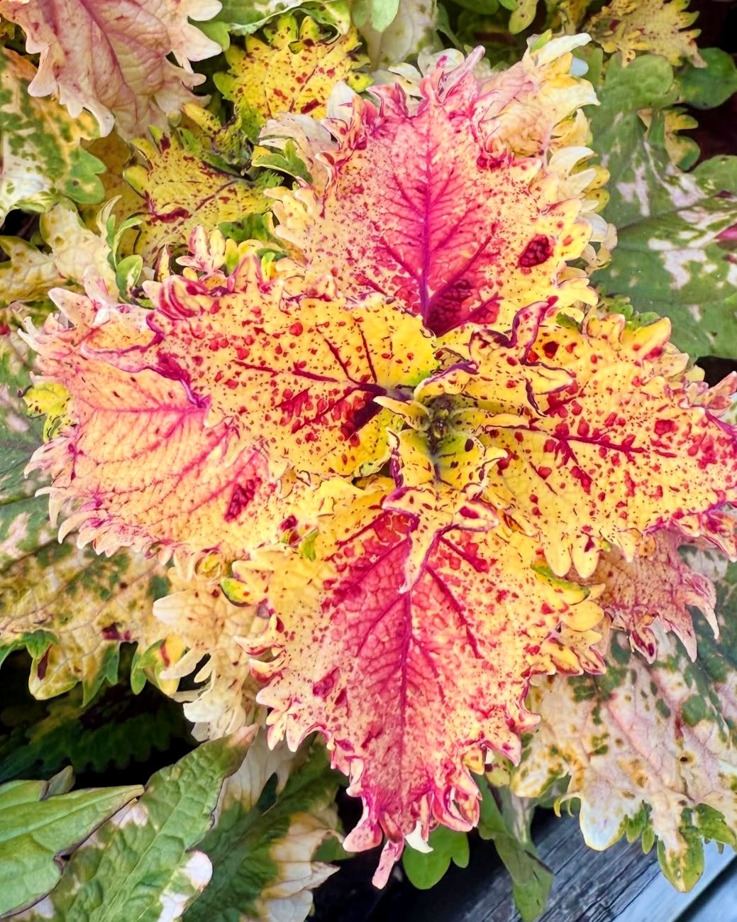 Upptäck årets palettbladsnyheter 2025!