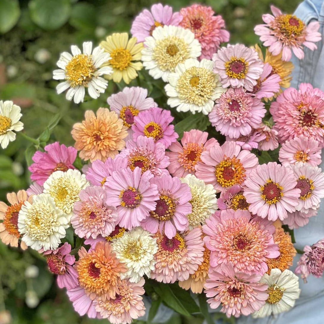 Blomfröer för snittblommor – skapa din egen blomsterdröm