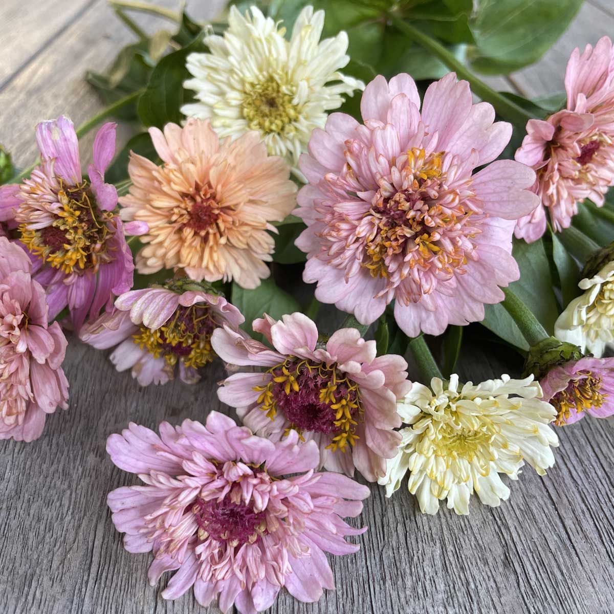 Zinnia - färgstarka sommarblommor för rabatt & bukett