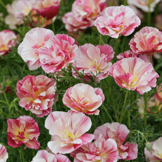 Sömtuta – solälskande enkelhet i ljuvliga toner