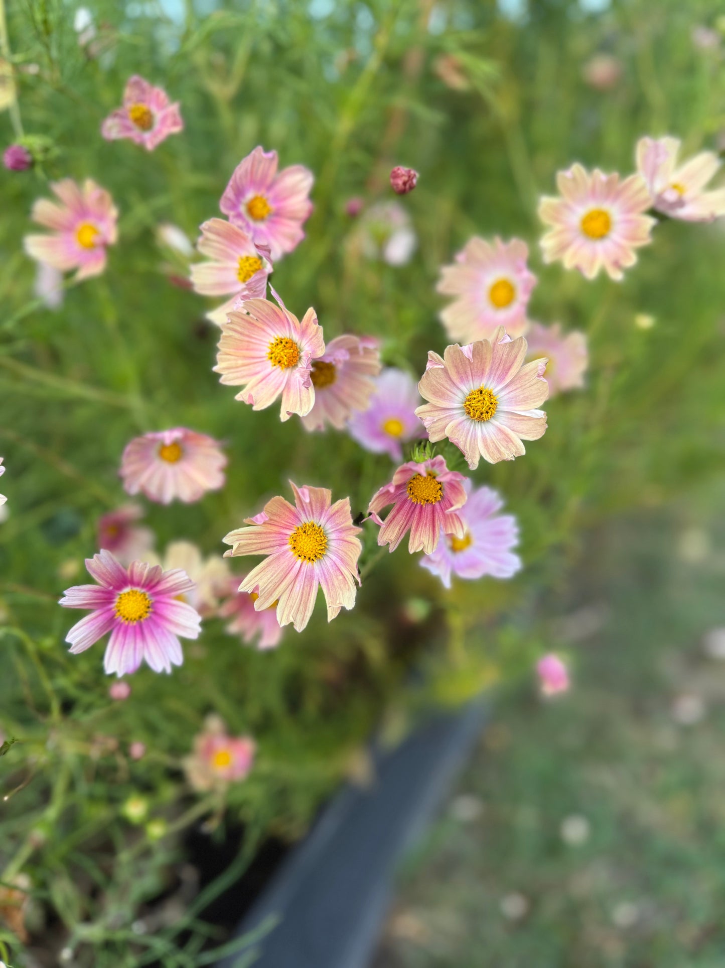 Direktså fröer – sommarens enklaste blomsterlycka