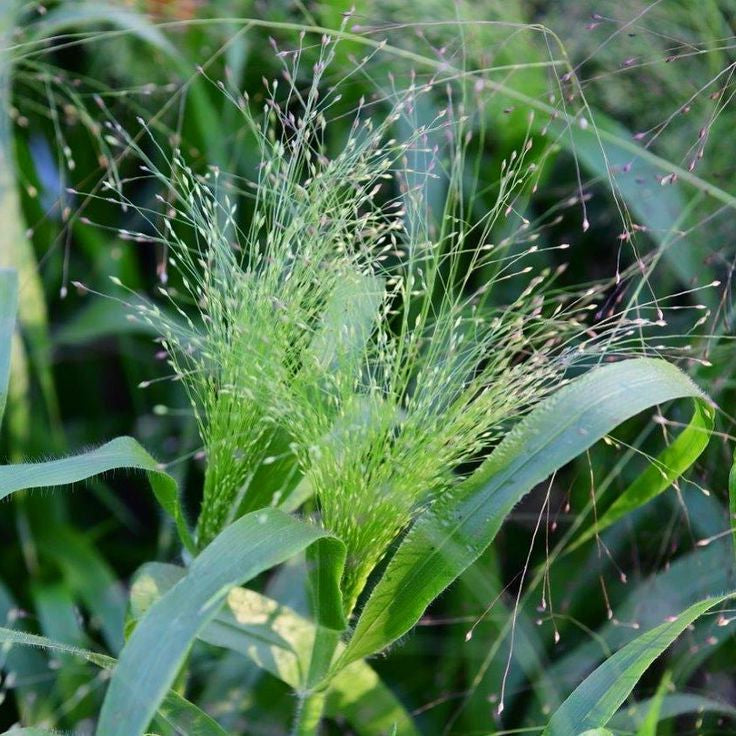 Prydnadsgräs – skapa liv, rörelse & harmoni i trädgården året runt