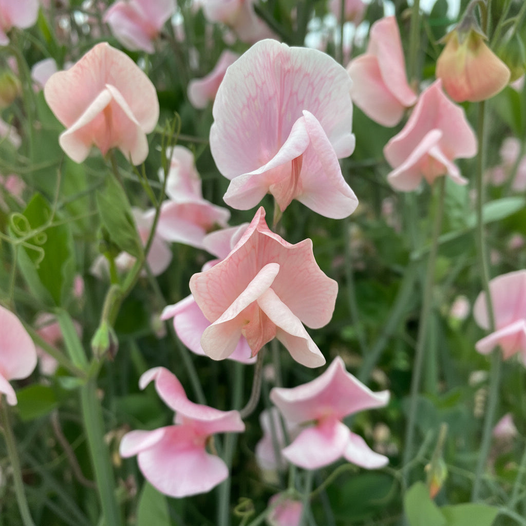 Luktärt ‘Shell Pink’ – pärlemorrosa, doftande luktärt
