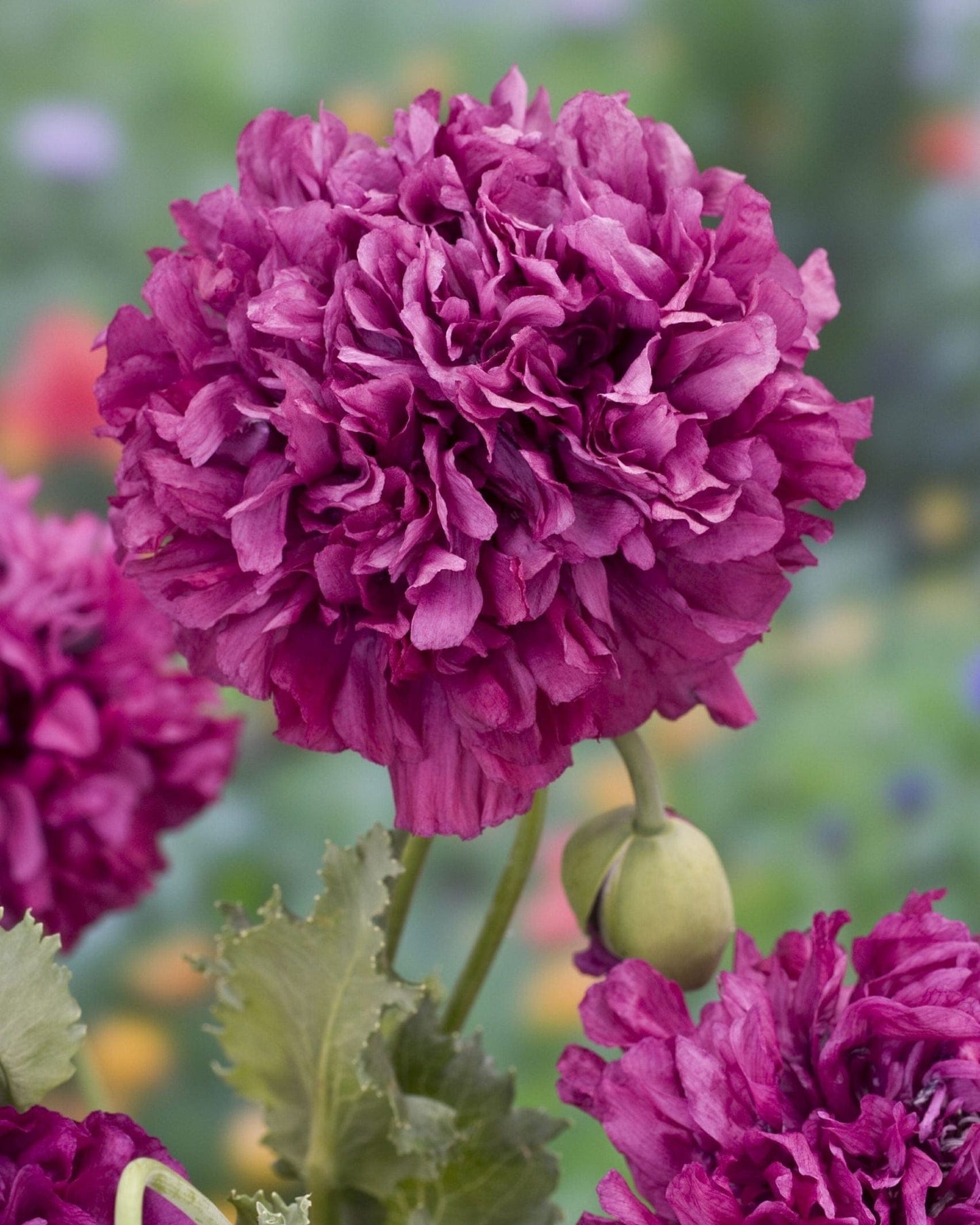 Pionvallmo ‘Purple Peony’ – fyllig dubbel vallmo i kungligt lila