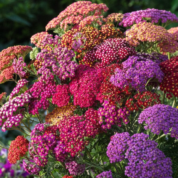 Röllika ‘Flowerburst Röda nyanser Mix’ – varm färgprakt i rött och vinrött