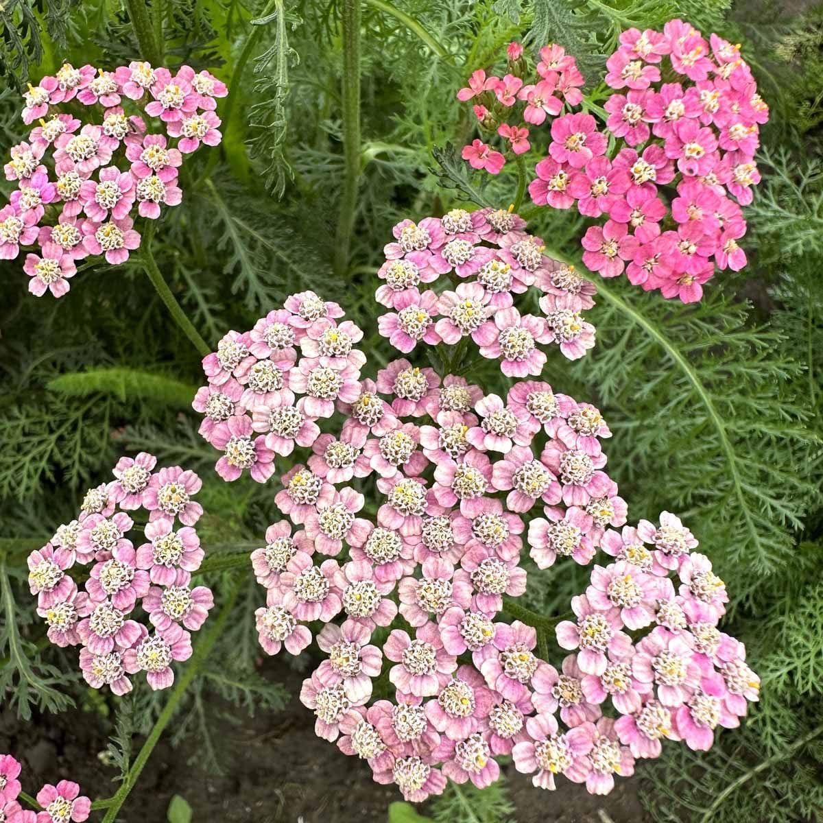 Röllika ‘Flowerburst Fruitbowl’ – färgstark röllika i frukttoner