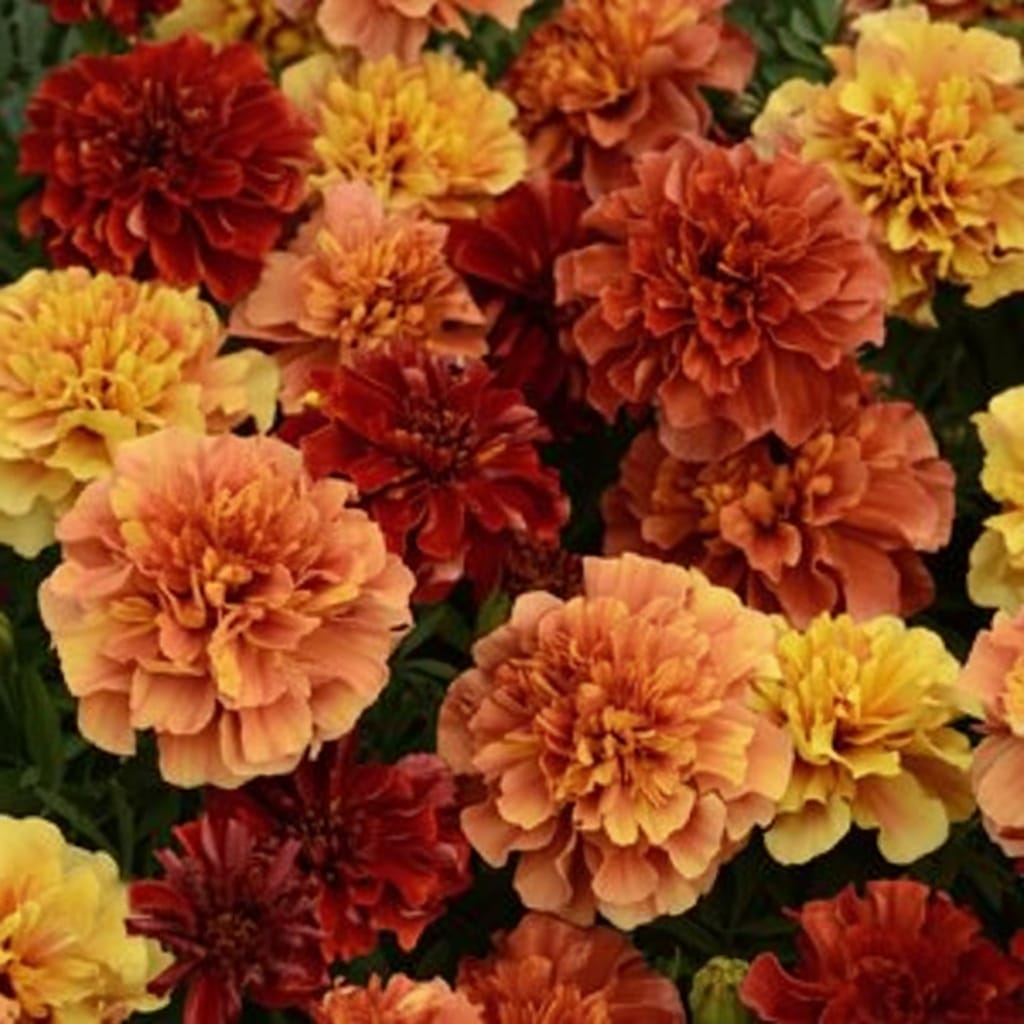 Sammetstagetes och blomfröer för kruka och balkong