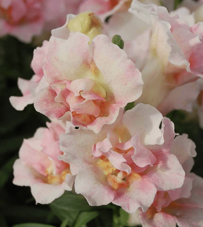 Lejongap – ståtliga sommarblommor med klassisk charm