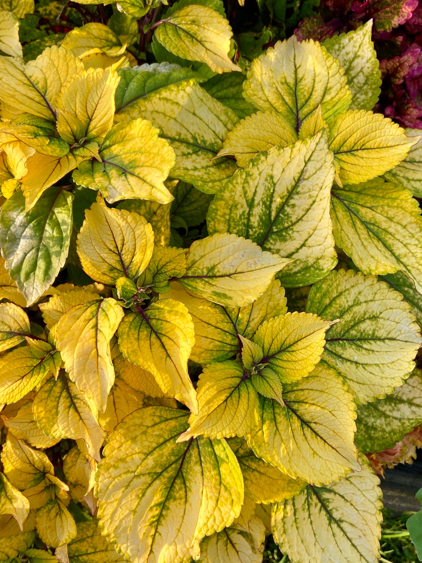 Kiwano - Stickling