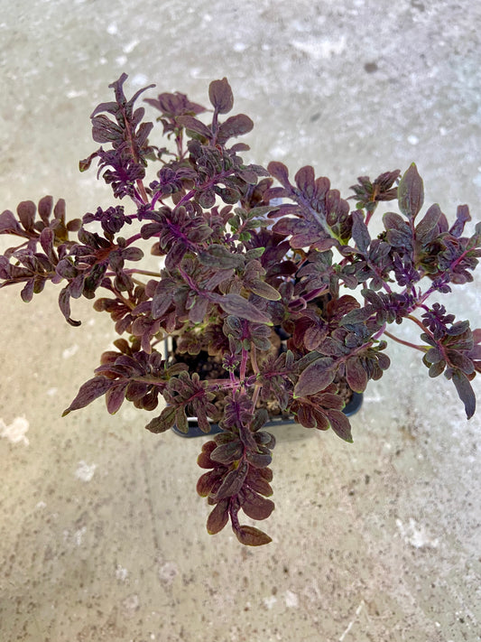 Black Coral - Stickling