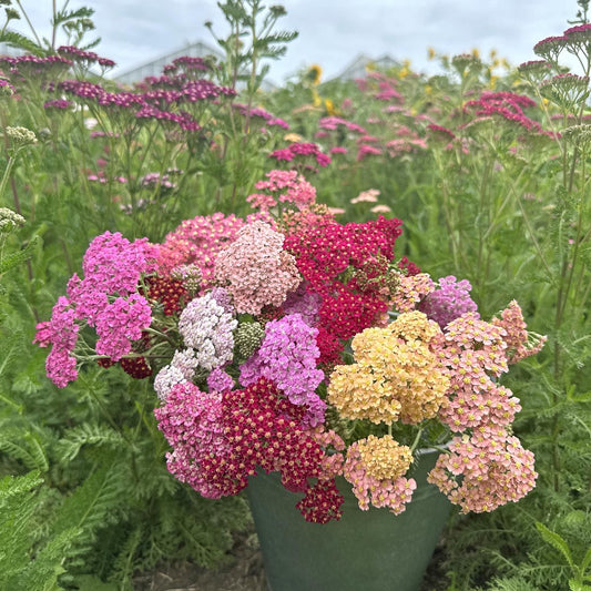 Flowerburst Fruitbowl - Röllika