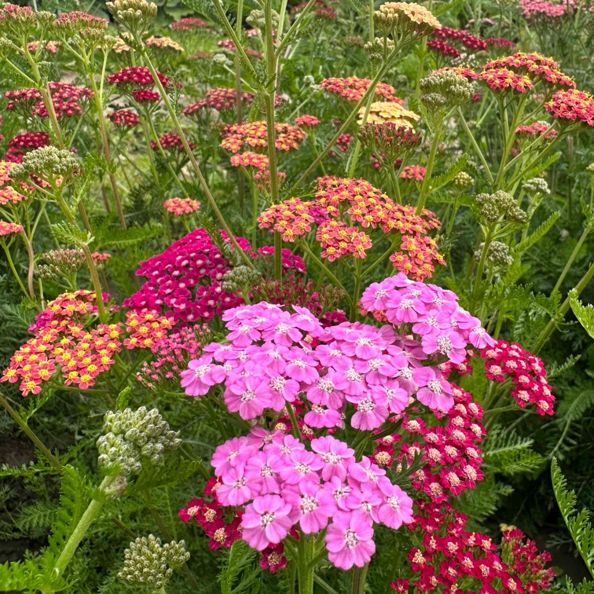 Flowerburst Fruitbowl - Röllika