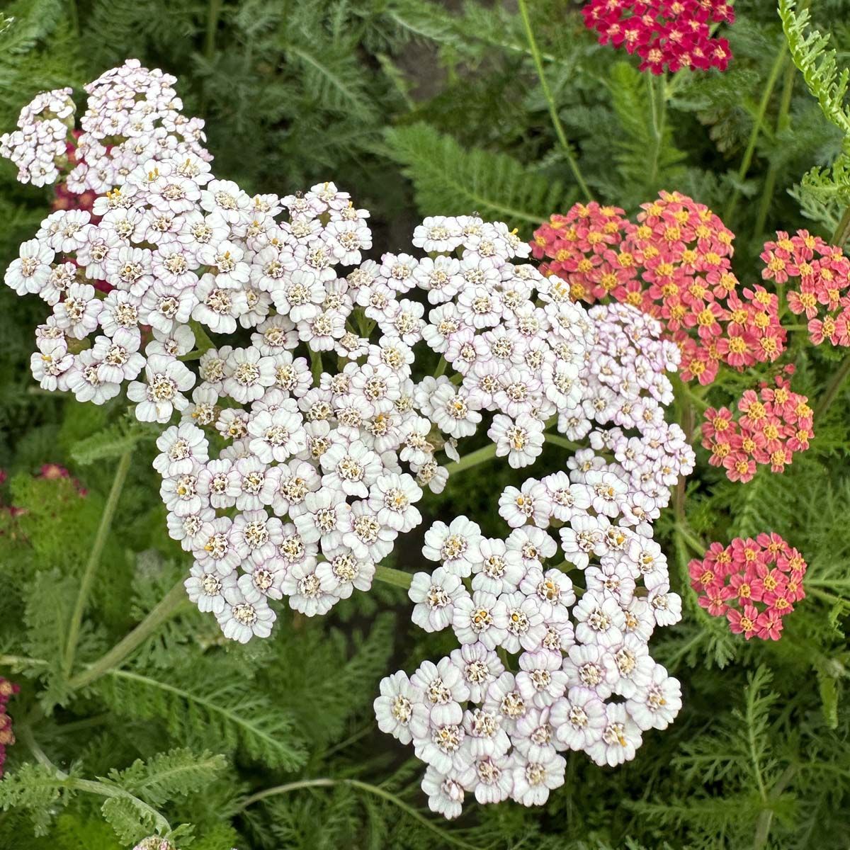 Flowerburst Fruitbowl - Röllika