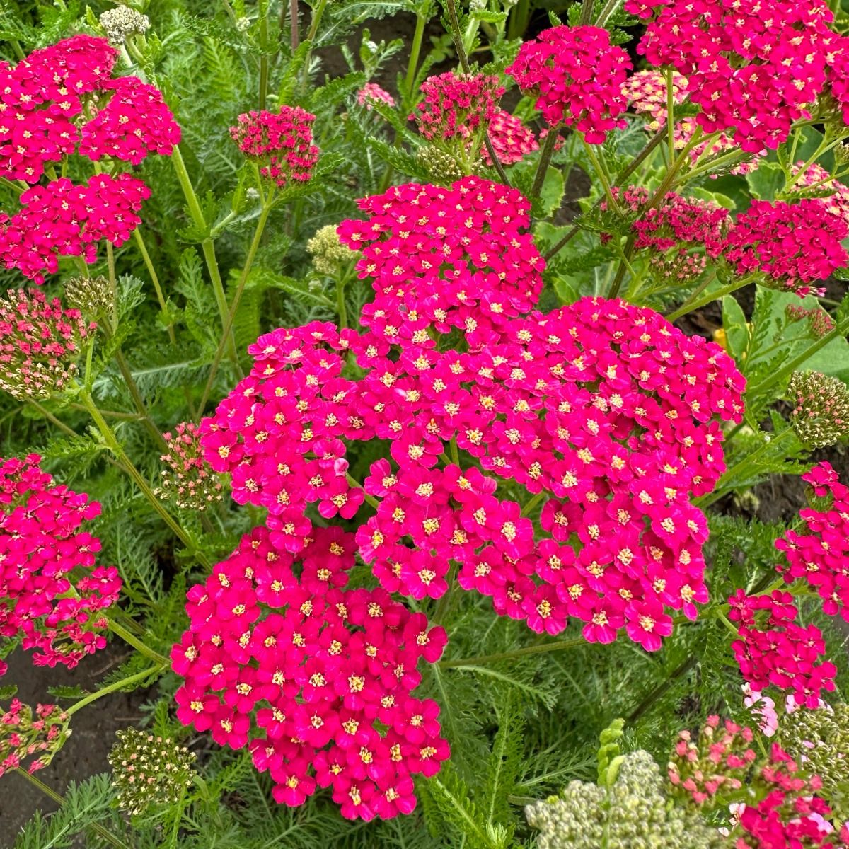 Flowerburst Fruitbowl - Röllika