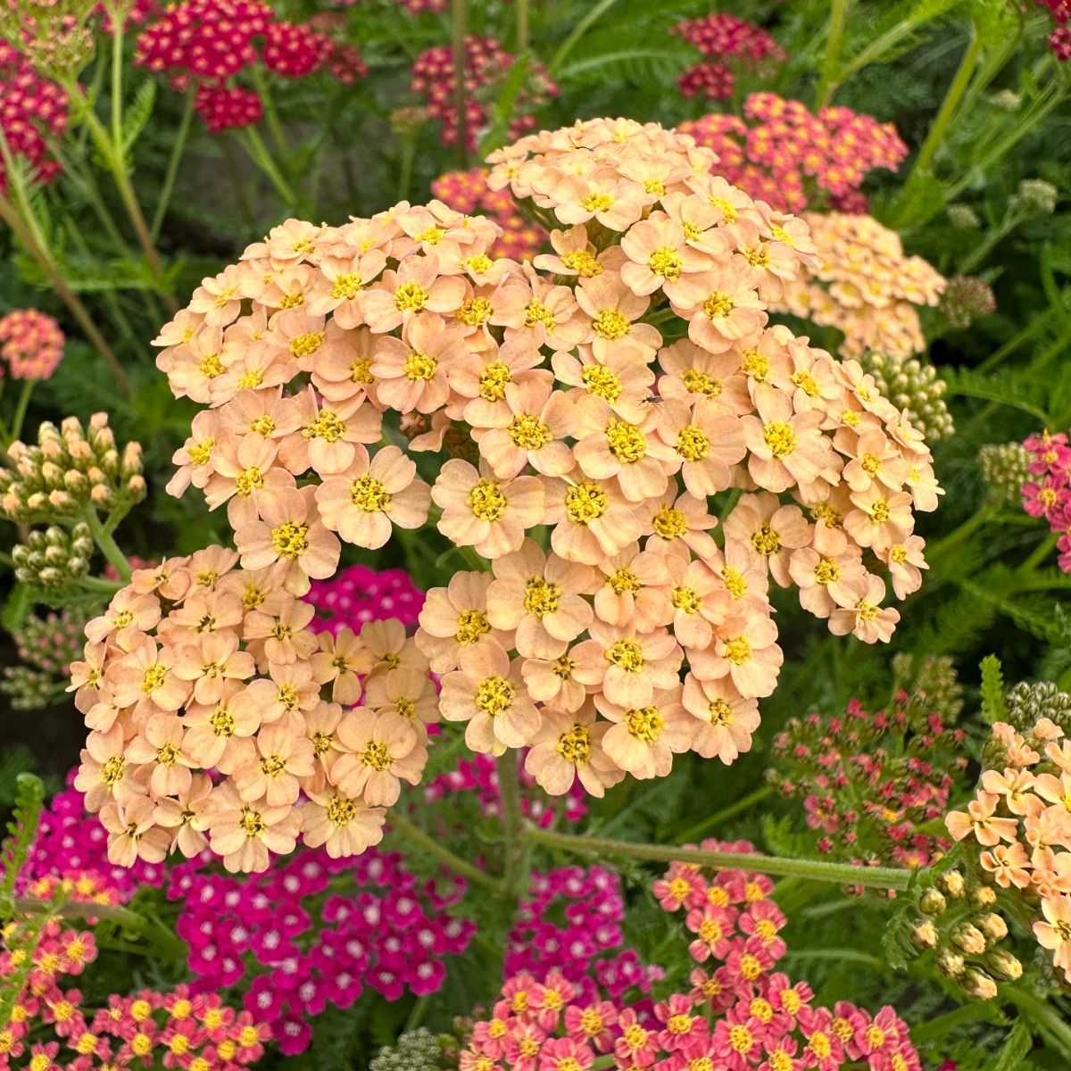 Flowerburst Fruitbowl - Röllika