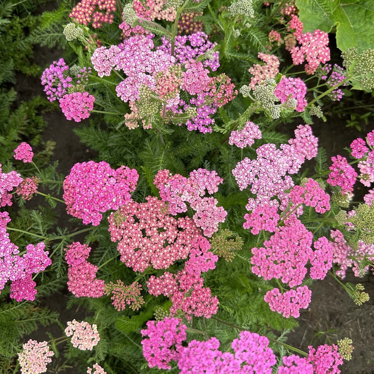 Flowerburst Fruitbowl - Röllika