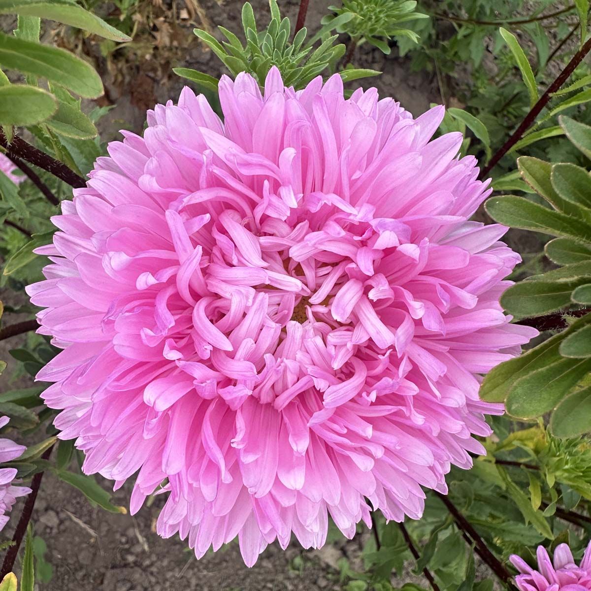 King Size Pink - Sommaraster