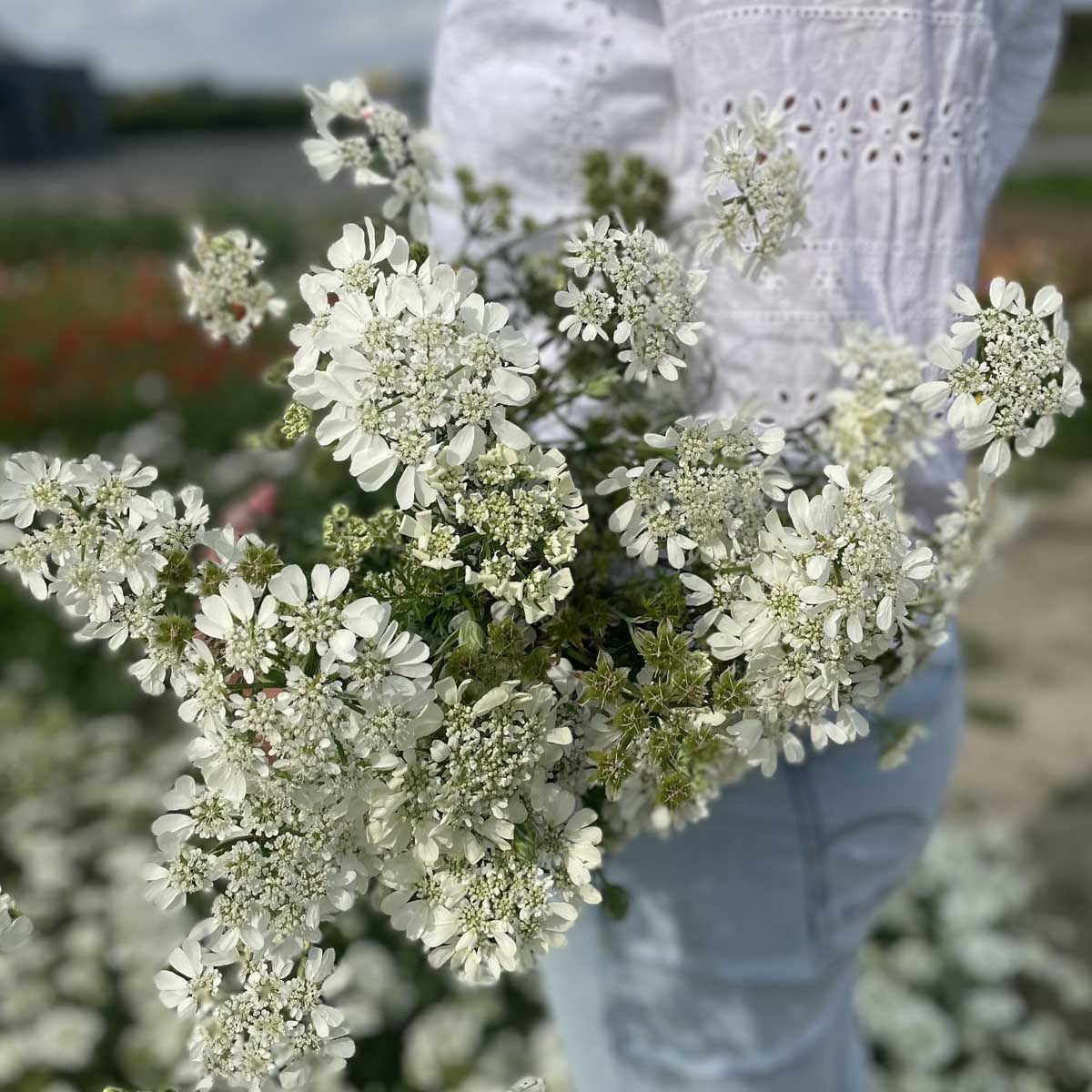 White lace - Blomsterkörvel