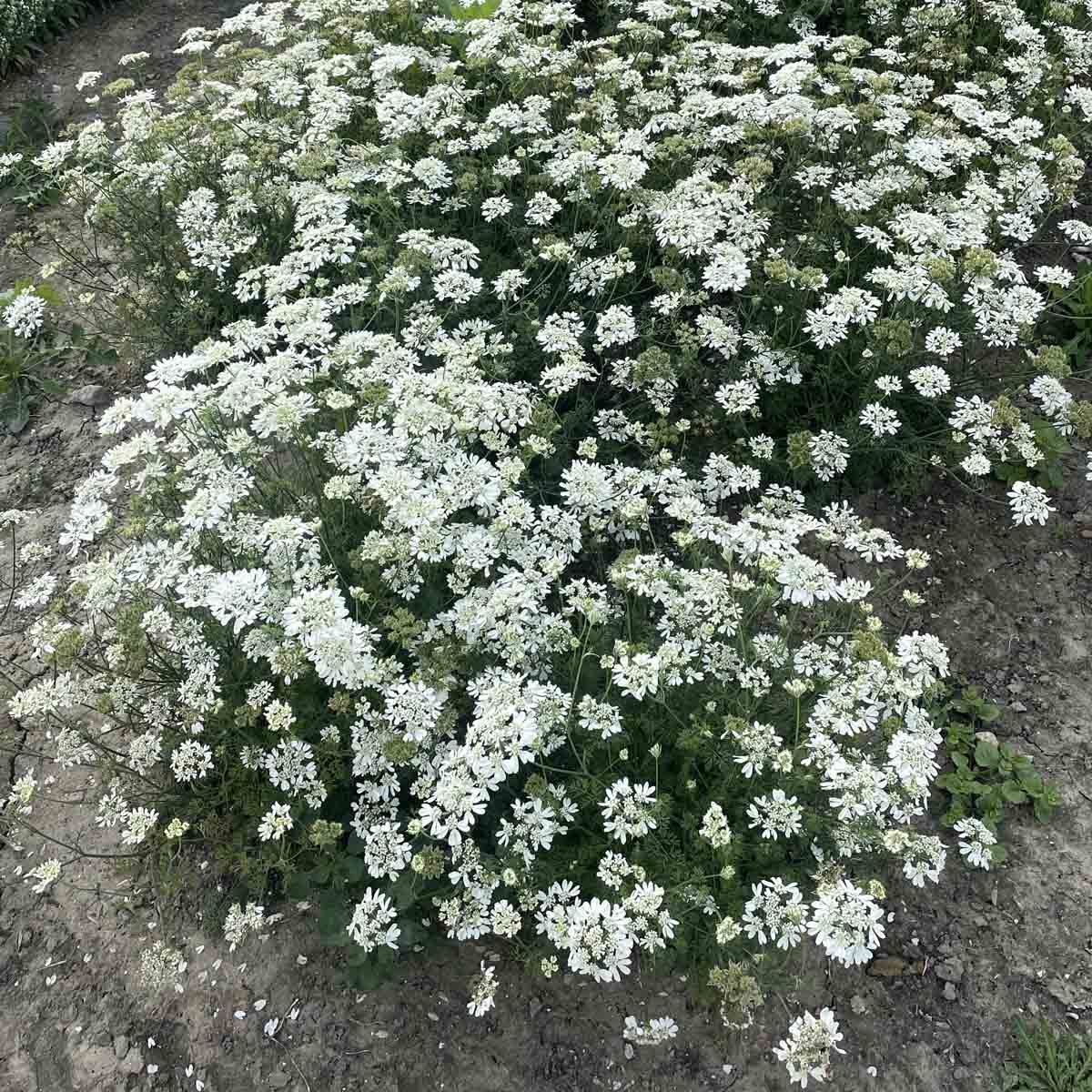 White lace - Blomsterkörvel