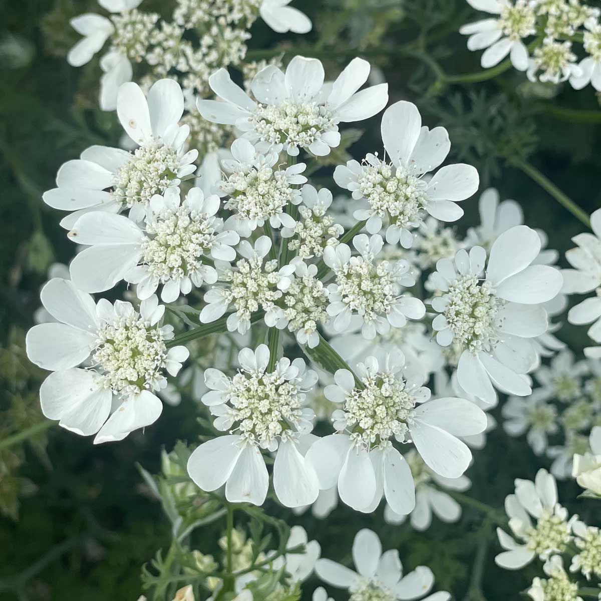 White lace - Blomsterkörvel